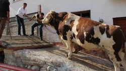 Çorum'da yetişen iki tonluk boğa satıldı