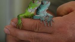 Bursa'da iguana 47 yavru dünyaya getirdi