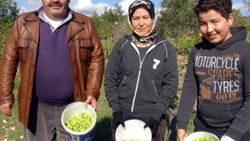 Mevsiminden erken çıkan erikler İstanbul'a gönderildi