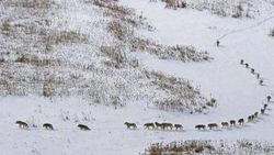 Ardahan'da kurtlar sürü halinde merkeze indi