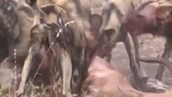 Vahşi köpeklere av olan impala