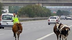 TEM otoyoluna giren inekler trafiği karıştırdı