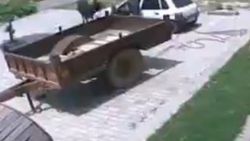 Hindistan'da 2 hırsız otomobiliyle inek çaldı İZLE