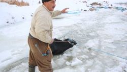 Beyşehir Gölü'ne düşen inek iplerle kurtarıldı