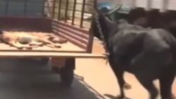 Yaralı yavrusunun peşinden koşan inek