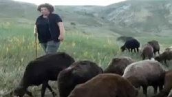 İstanbul'u terkedip Bayburt'ta çoban oldu - izle