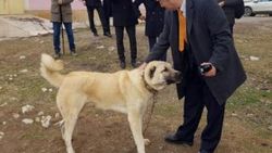 Japon yöneticinin kangal hayranlığı