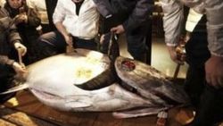 Japonya'da mavi yüzgeçli balık 37 bin 500 dolara satıldı