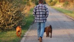 Hükümete inat köpek gezdiriyorlar