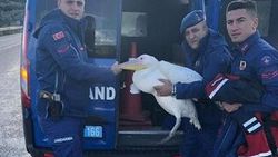 Hayvanat bahçesinden kaçan pelikan bulundu
