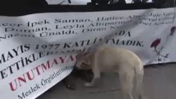 Kadın eylemcilere köpek sürprizi - izle