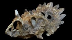 68 milyon yıllık dinozor fosili Kanada'da bulundu