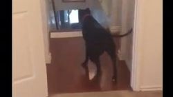 Kapı fobisinden geri giderek kurtulan pitbull