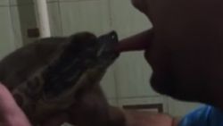Kaplumbağa ile oyunun hazin sonu