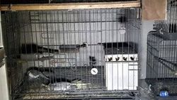 Pet shop’ta çıkan yangında çok sayıda kuş telef oldu