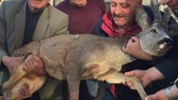 Şavşat halkı yaralı karaca için seferber oldu