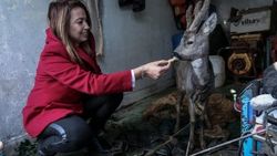Hatay'da balıkçılar denizde karaca buldu