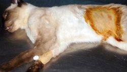Düzce'de madeni para yutan kedi ameliyat edildi