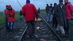 Kars'ta 800 büyükbaş hayvanlık sürüye tren çarptı