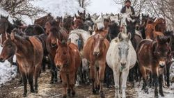 Kaçakçıların katırları ihaleyle satıldı