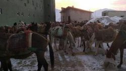 Katırlarla kaçak akaryakıt taşıyan 3 İranlı yakalandı