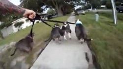 Genç adam köpeklerle birlikte kaykay yaptı İZLE