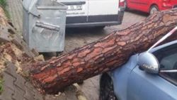İzmir'de 2 otomobilin üzerine çam ağacı devrildi