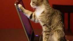 Laptop kedi çişi kokuyor iddiası