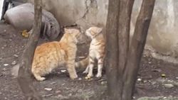 Kedilerin aşırı sert bölge kavgası İZLE