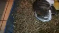 Kedi ve ördeğin dostluğu