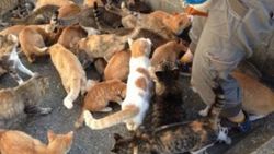 Tashirojima ile Aoshima adalarını kediler yönetiyor