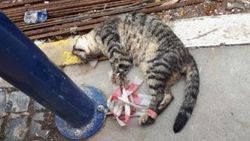 Ayakları bağlanan kedi işkence edilerek öldürüldü
