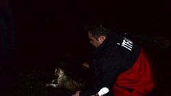 Zonguldak'ta kedi kurtarma operasyonu