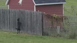 Köpek korkusu kediyi uçurdu