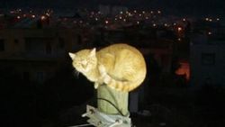 Kedi köpekten kaçarken direğe çıktı itfaiye kurtardı
