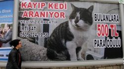 Kaybolan kedisini bulana para ödülü verecek