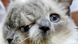 İki yüzlü kedi hayatını kaybetti