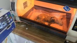 Ayakları kesilen kedi hayatını kaybetti