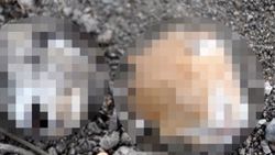 2 yavru kedinin başını kestiler