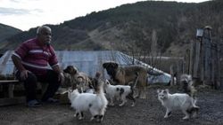 Emekli maaşıyla 25 kedi, 15 köpek besliyor