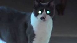 ABD'li anne ve kızı kedi rehin aldı