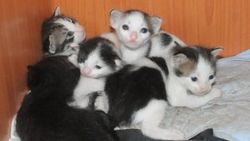 Anne kedi dolaba yavruladı 1 ay sonra fark edildi