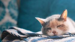 Edirne'de vali yardımcıları kedi yüzünden mahkemelik oldu