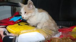 Iğdır'da ayakları kesik halde bulunan kedi tedavi edildi