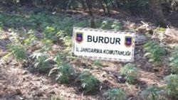 Burdur’da 20 bin kök kenevir ele geçirildi
