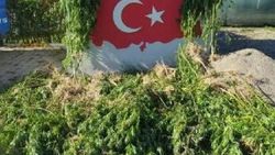Hendek'te 2 bin 345 kök hint keneviri ele geçirildi