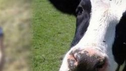 Bolu'da kız kaçıran adam babaya inek teklifinde bulundu