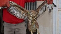 Yaralı bulunan kızıl şahin tedavi altına alındı