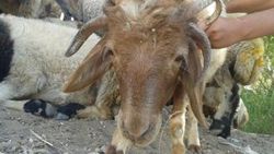 Beş boynuzlu koç