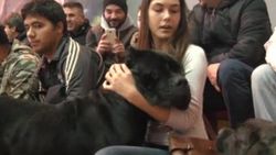 İzmir'de köpek ırkları yarışması